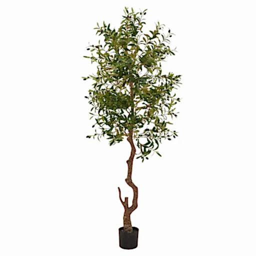 Calabria Large Olive Tree - 180cm Tall - Pre Order Due In Stock 29-3-2024 - The Furniture Mega Store 