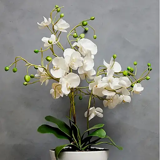 Extra Large Real Touch White Orchid Plant In Ceramic Pot - 81cm Tall - The Furniture Mega Store 