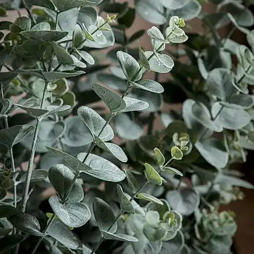 Large Potted Artificial Eucalyptus Bush - The Furniture Mega Store 